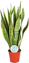 Kamerplant van Botanicly – Vrouwentongen – Hoogte: 45 cm – Sansevieria Laurentii