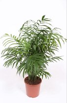 Kamerplant van Botanicly – Mexicaanse Bergpalm – Hoogte: 70 cm – Chamaedorea elegans