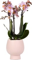 Kolibri Orchids | Phalaenopsis orchidee roze in Scandic sierpot nude | potmaat Ø9cm