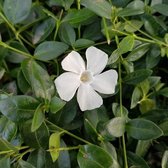 Vinca minor 'Gertrude Jekyll' (Kleine Maagdenpalm Gertrude Jekyll) (per 12)