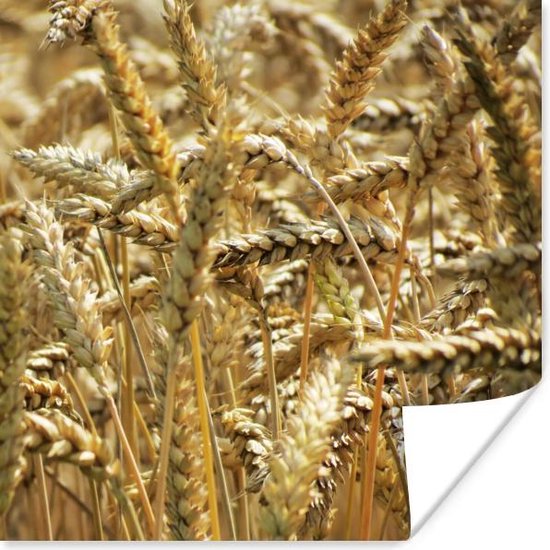 Poster Spelt - Graan - Tarwe - 30x30 cm
