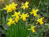 Narcis Tete a Tete 10/11 -  30 stuks