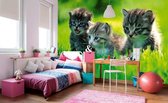 Dimex Kittens Vlies Fotobehang 375x250cm 5-banen