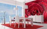 Dimex Red Rose Vlies Fotobehang 225x250cm 3-banen