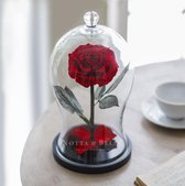 Luxury Rose Premium X Rood Roos - Houdbare Roos In Stolp - Echte Roos! Blijft 3-5 jaar in leven!