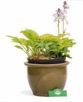 Hosta Experience, 4 hosta's in een pot, vaste plant voor tuin terras en balkon