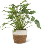 We Love Plants - Philodendron Xanadu + Mand Miranda - 40 cm hoog - Middelgrote kamerplant