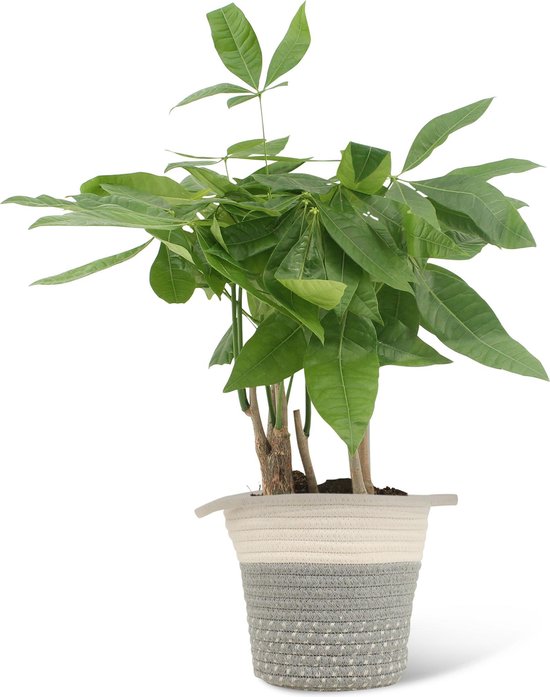 We Love Plants - Pachira Aquatica + Mand Samantha - 40 cm hoog - Makkelijke kamerplant