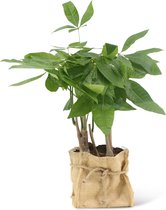 We Love Plants - Pachira Aquatica + Mand Dylan - 40 cm hoog - Makkelijke kamerplant