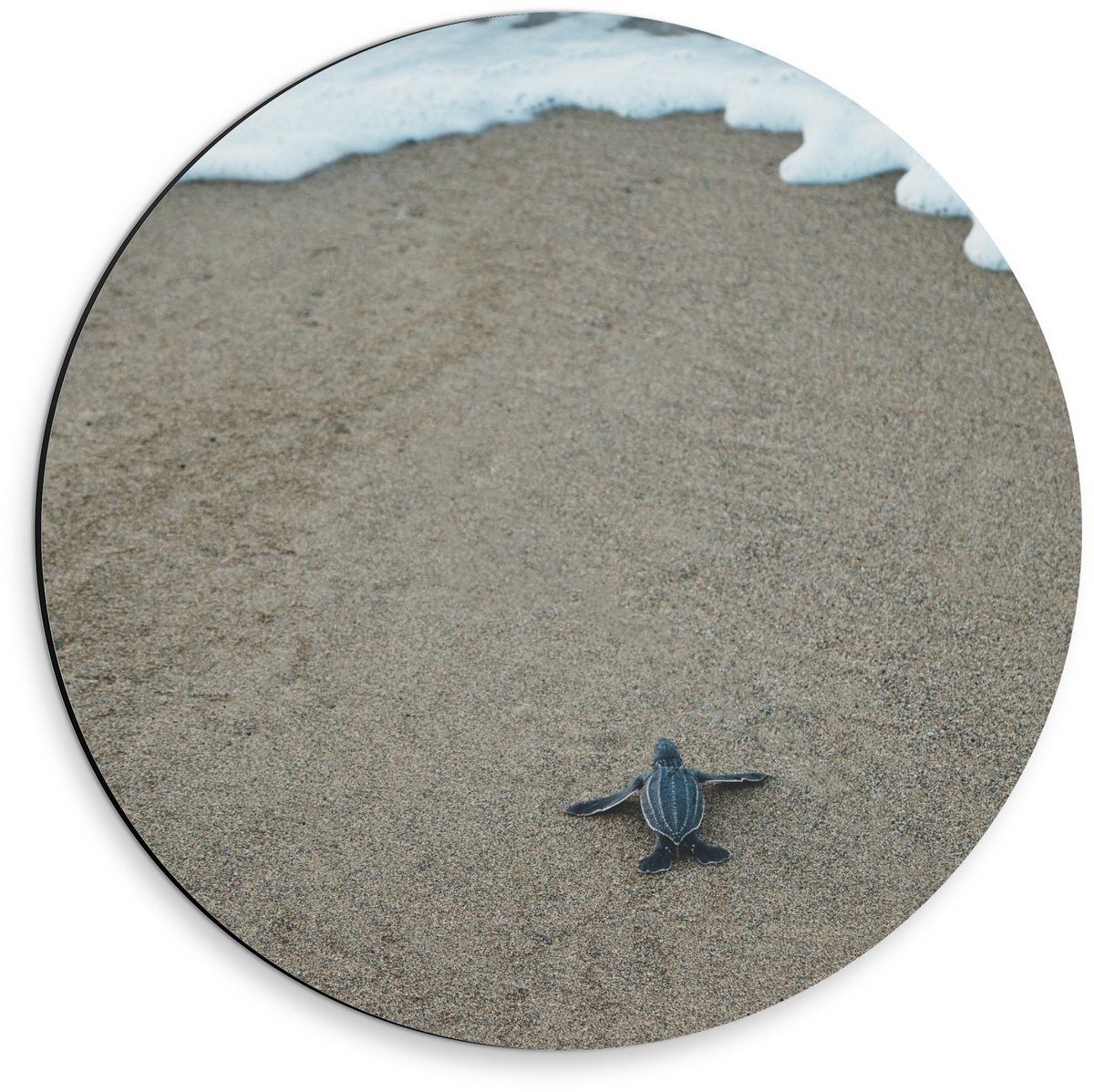 Dibond Wandcirkel - Baby Schildpad op het Strand - 30x30cm Foto op Aluminium Wandcirkel (met ophangsysteem)