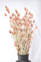 Natuurlijk Bloemen séchées - Bouquet de Fleurs séchées Fleurs séchées - Phalaris - Saumon - 60 cm