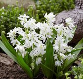 Scilla Siberica Alba 7/8 - 40 stuks - Oosterse sterhyacint