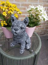 Franse Bulldog Beeld Beton 26cm hoog kleur grijs  winterhard