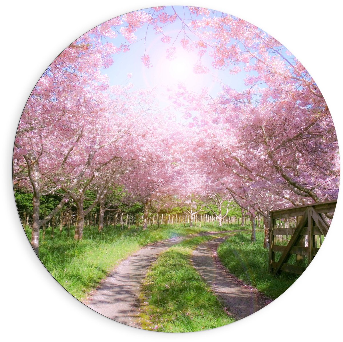 KuijsFotoprint Dibond Wandcirkel - Zandpad tussen de Roze Bomen - 90x90cm Foto op Aluminium Wandcirkel (met ophangsysteem) Groen