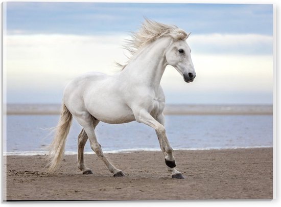 Acrylglas - Wit Paard op Strand - 40x30cm Foto op Acrylglas (Met Ophangsysteem)