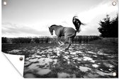 Tuindecoratie Bokkend paard in de waterplassen - zwart wit - 60x40 cm - Tuinposter - Tuindoek - Buitenposter