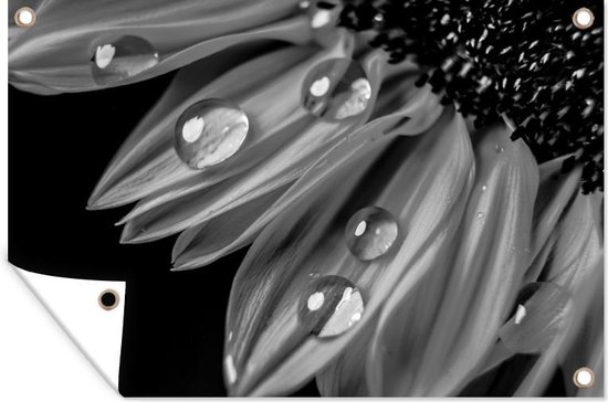 Tuindecoratie Waterdruppels op een zonnebloem - zwart wit - 60x40 cm - Tuinposter - Tuindoek - Buitenposter