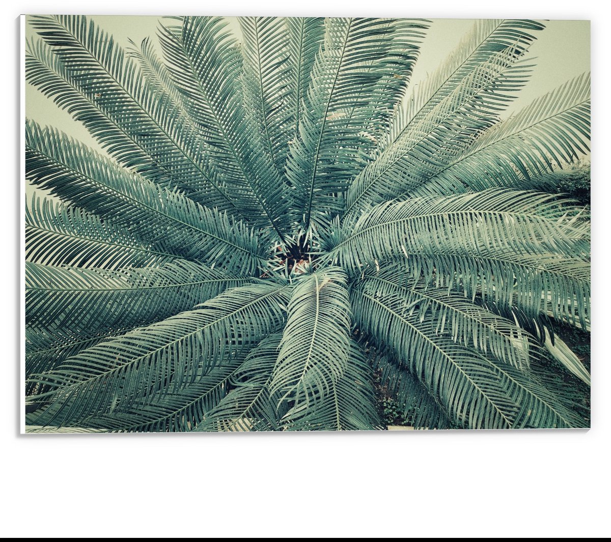 KuijsFotoprint Forex - Groene Varens - 40x30cm Foto op Forex