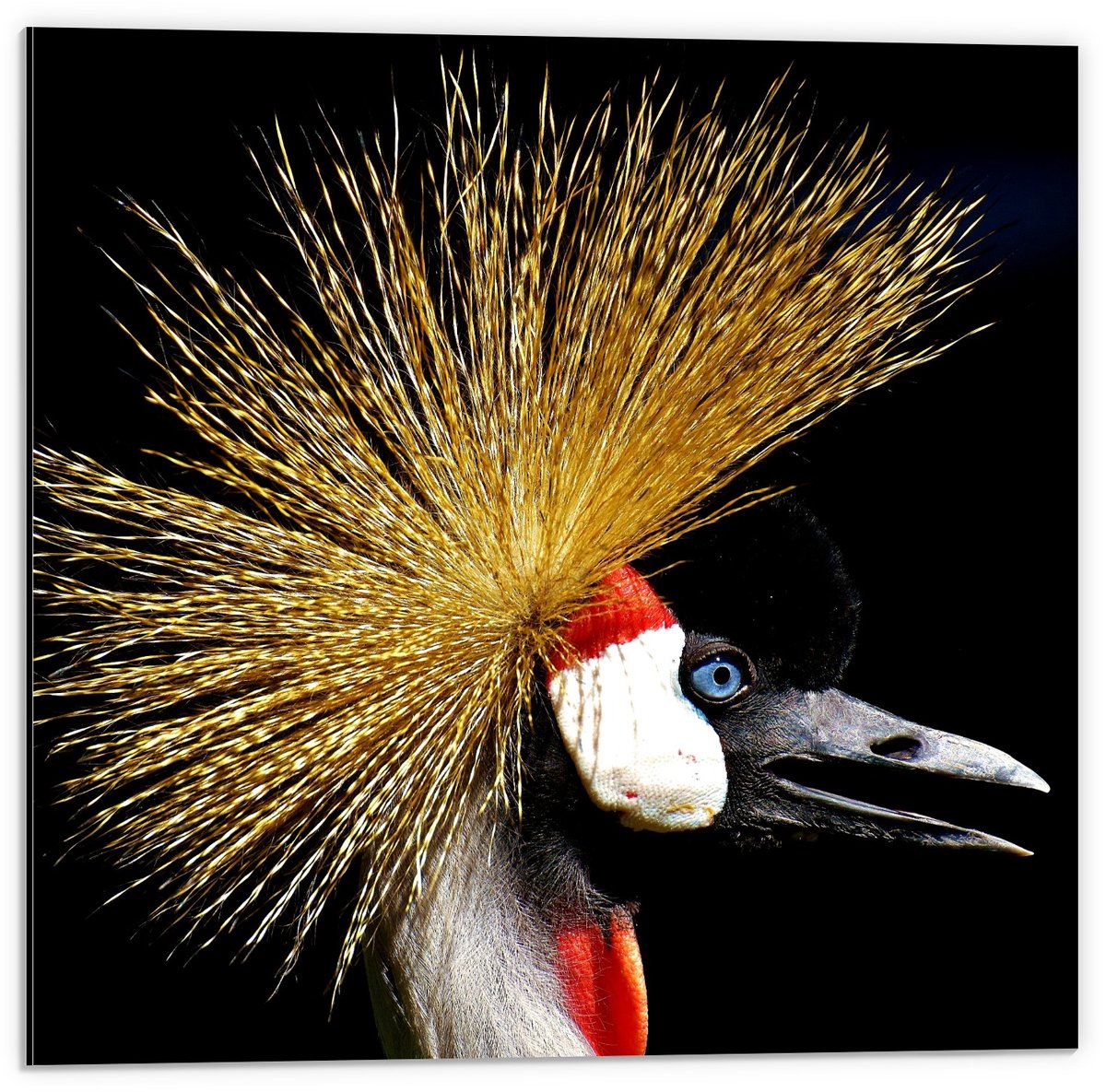 KuijsFotoprint Dibond - Gekroonde Kraan Kop - 50x50cm Foto op Aluminium (Wanddecoratie van metaal) Rood