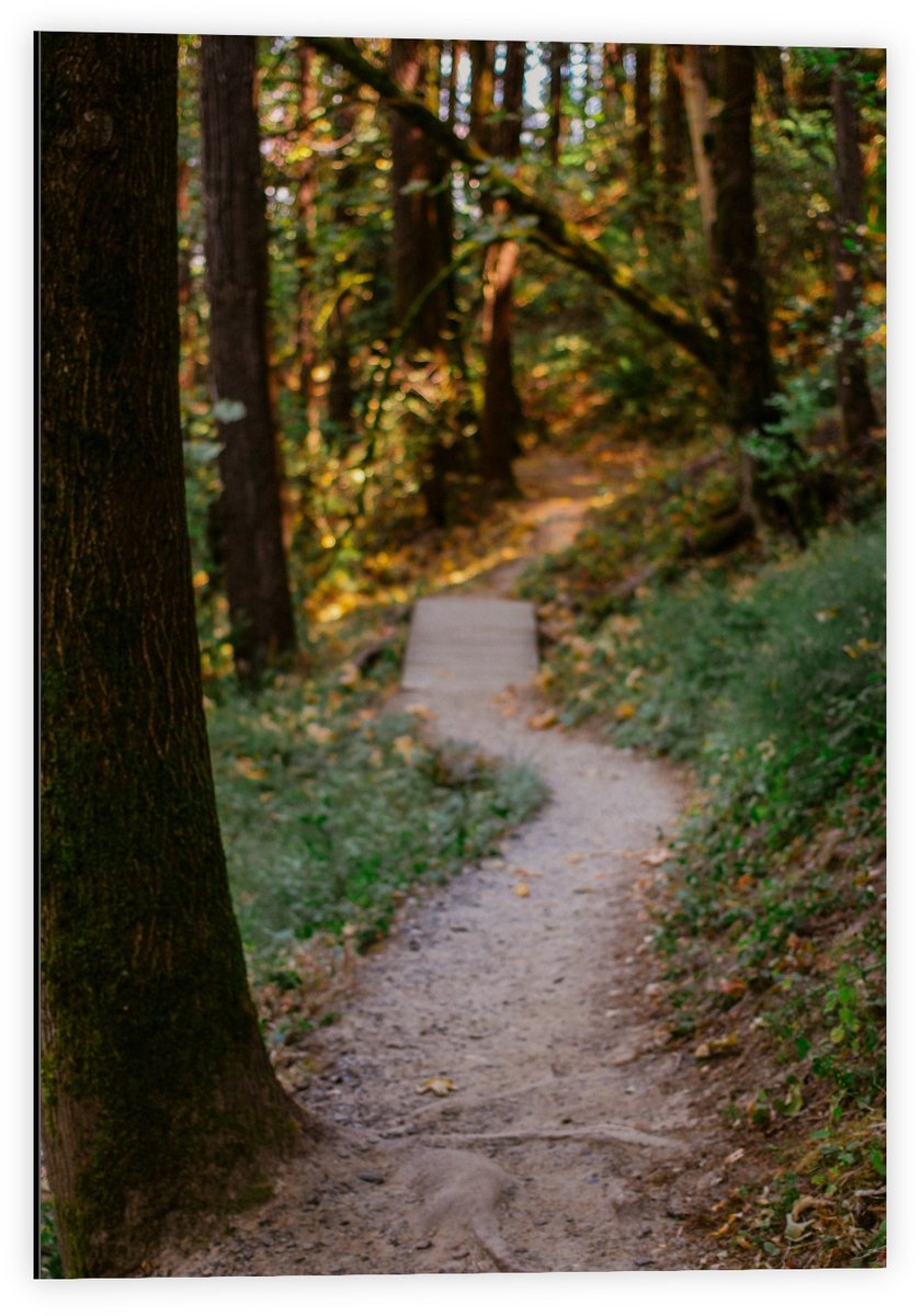 KuijsFotoprint Dibond - Pad in Bos met Bruggetje - 40x60cm Foto op Aluminium (Wanddecoratie van metaal) Groen