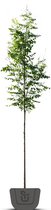 Blazenboom | Koelreuteria paniculata | Stamomtrek: 8-10 cm