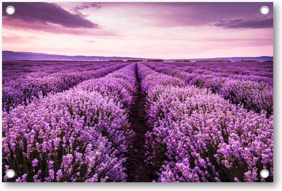Bloeiend lavendelveld onder de paarse kleuren van de zonsondergang - Tuinposter 120x80 - Wanddecoratie - Landschap - Natuur - Bloemen