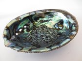 Abalone Schelp XXL - 16x12cm - zeer fraai