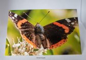 Kleintje fotografie vlinder wenskaart