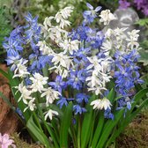 Scilla Siberica Mix 7/8 - 50 stuks -  Oosterse sterhyacint - gemengd