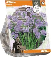 Plantenwinkel Allium Unifolium bloembollen per 10 stuks