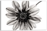 Dibond - Zwart/Witte Bloem op Witte Achtergrond - 60x40cm Foto op Aluminium (Wanddecoratie van metaal)