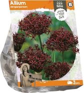 Plantenwinkel Allium Atropurpureum bloembollen per 3 stuks