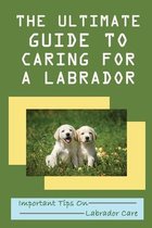 The Ultimate Guide To Caring For A Labrador: Important Tips On Labrador Care