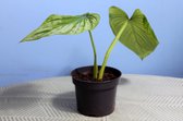 Plant 'n Bak - Philodendron Mamei
