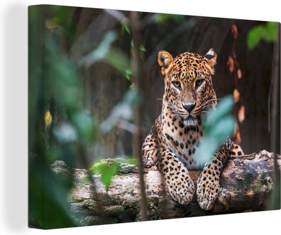 Schilderij Jungle - Natuur - Canvas - Muurdecoratie