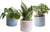 Hellogreen Kamerplant - Trio Klein Groen - 15 cm - Laos keramiek