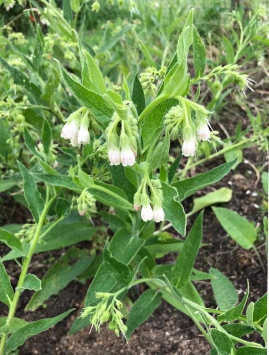 Smeerwortel Russische in 9 cm pot - Symphytum x uplandicum ‘Bocking 14’