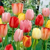 Tulipa Darwin Hybride Mix - 25 stuks - Tulpen