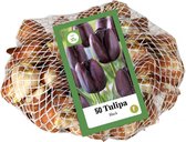 Jub Holland - Tulpen bloembollen zwart - netje met 50st