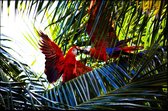 Walljar - Rode Papegaaien - Dieren poster