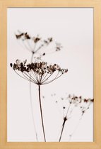 JUNIQE - Poster in houten lijst Dried Flowers Anetum 2A -40x60 /Bruin