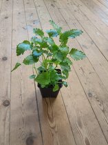 Citroenmelisse - kruidenplant in 9 cm - pot Melissa officinalis