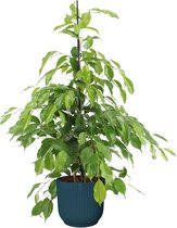 Kamerplant van Botanicly – Treurvijg in blauw ELHO plastic pot als set – Hoogte: 105 cm – Ficus benjamina Exotica