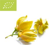 Daisy & Rose - Biologische Ylang-Ylang Olie - Etherische Olie - 10 ml - Aroma Diffuser - Geurolie