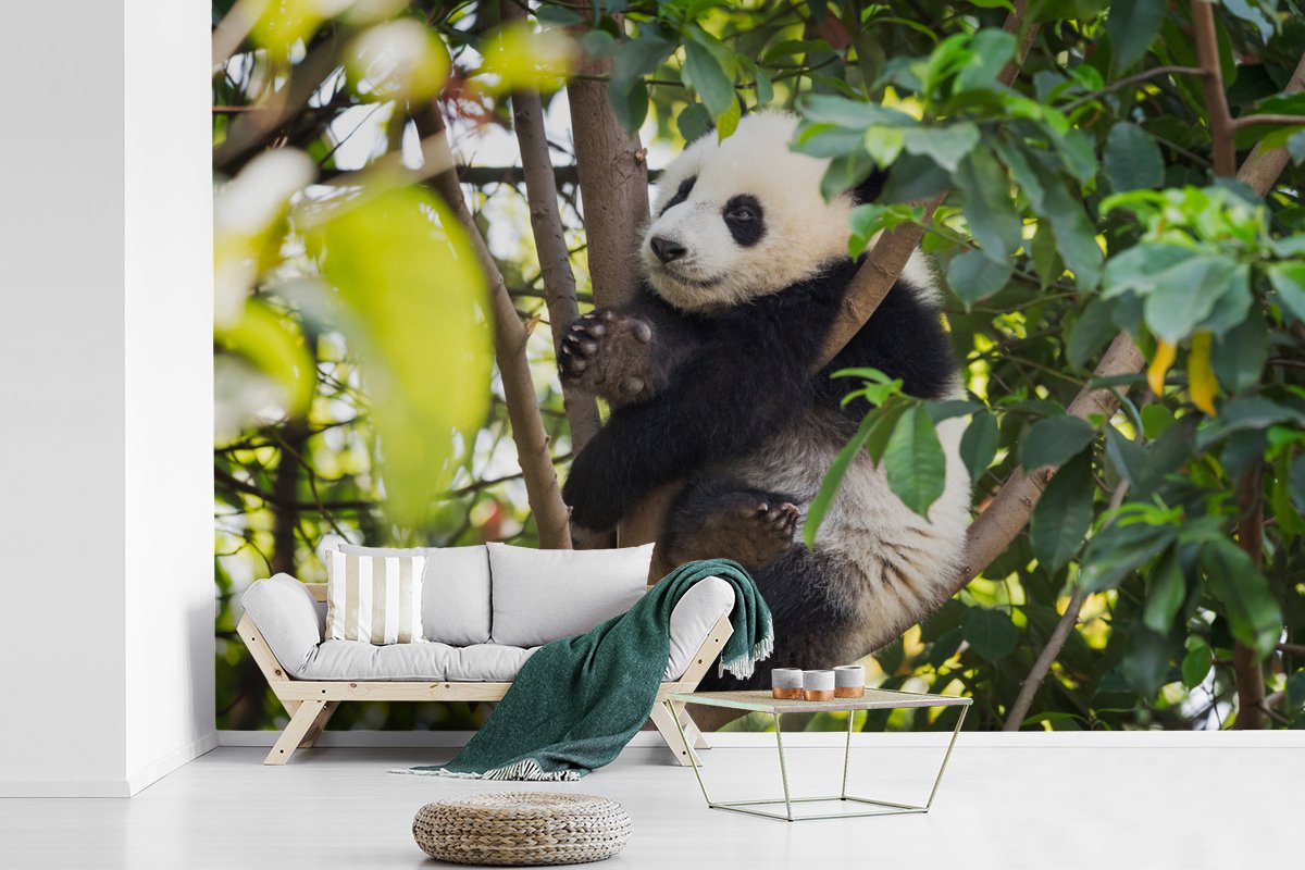 Behang - Fotobehang Panda - Dier - Boom - Breedte 360 cm x hoogte 240 cm