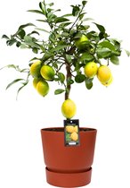 Fruitgewas van Botanicly – Citroenboom – Hoogte: 80 cm – Citrus Limon