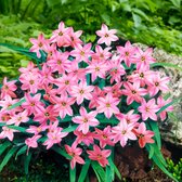 35x Voorjaarster Ipheion - 'Charlotte Bishop' - Roze - 35 bollen - Ø4cm