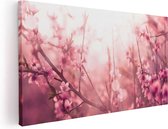 Artaza Canvas Schilderij Roze Bloesemboom Met Zonneschijn - 100x50 - Groot - Foto Op Canvas - Canvas Print