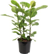 Hellogreen Kamerplant - Ficus Altissima - 105 cm