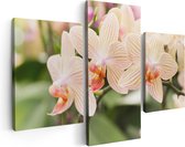 Artaza Canvas Schilderij Drieluik Gestreepte Witte Orchidee Bloemen - 90x60 - Foto Op Canvas - Canvas Print